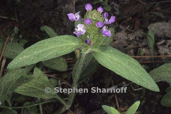 prunella vulgaris 1 graphic